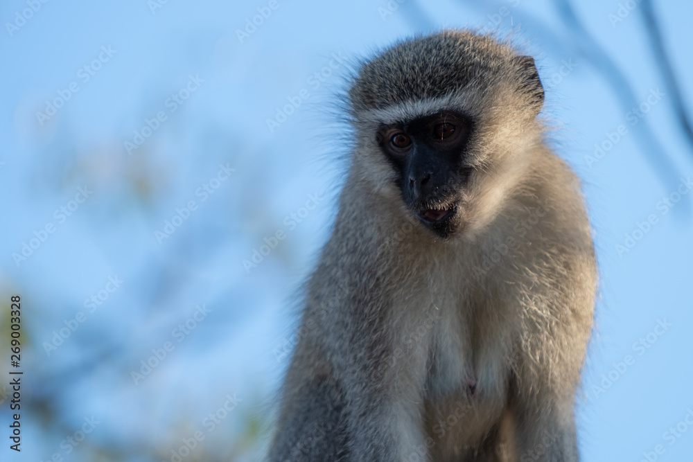 Naklejka premium A closeup view of a thoughfull Vervet monkey.