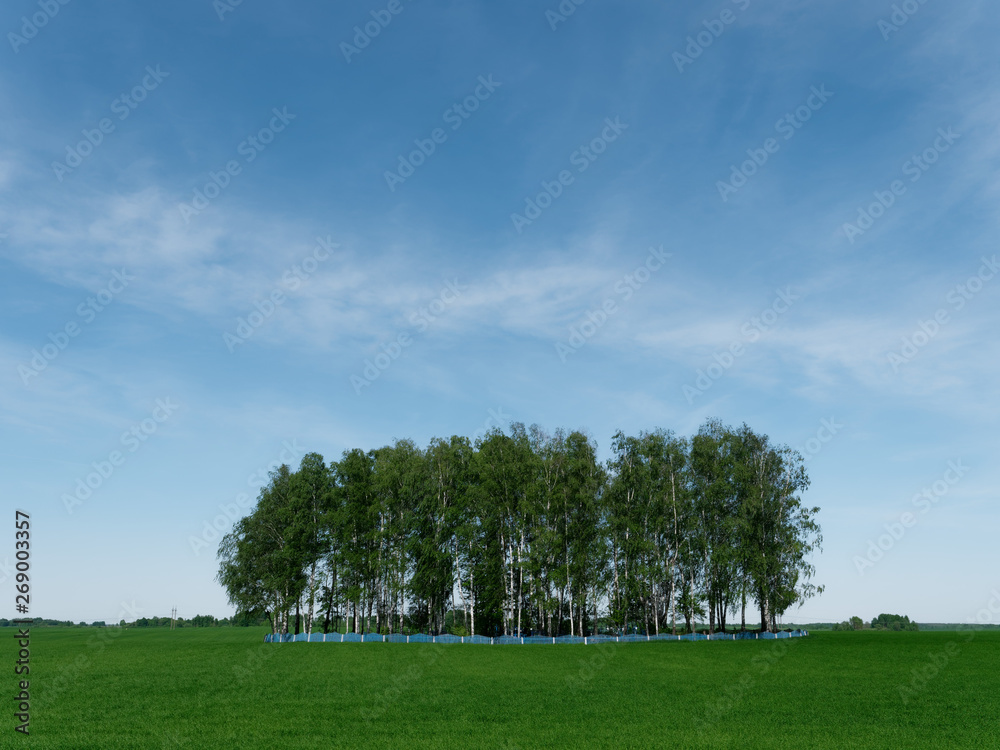island of birch grove on a green field