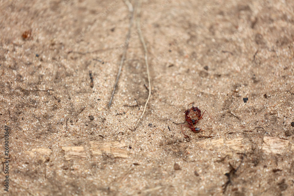Fototapeta premium Kämpfende Ameisen in Australien