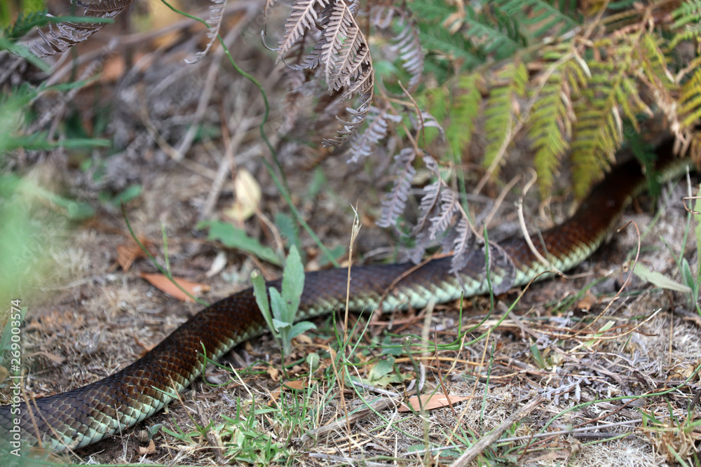 Obraz premium Schlange in Australien 
