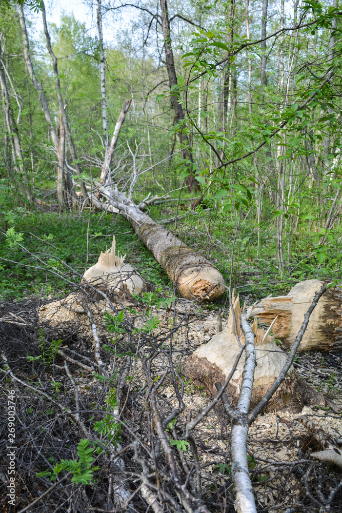 Beavers build a dam on the river Beavers build a dam on the river