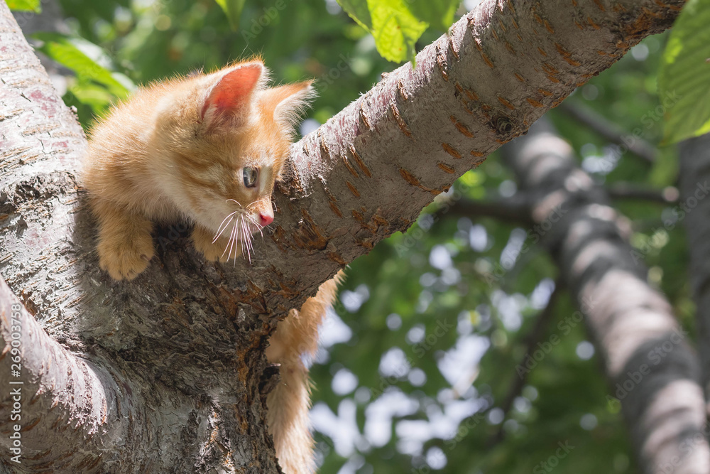 Ginger kitten sitting on a tree branch on a sunny summer day. the kitten is looking to the left. looking down. Animal Themes
