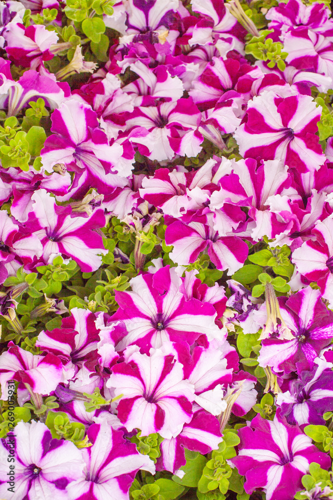 Sale of multi-colored petunias that are grown in the greenhouse. Background Sale of multi-colored petunias that are grown in the greenhouse. Background