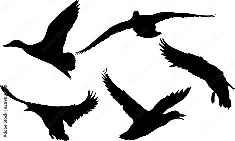 Obraz premium isolated on white five flying ducks silhouettes
