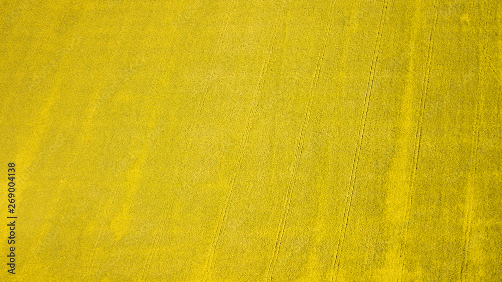 Obraz premium aerial view of rapeseed field and rural road in the middle. natural yellow spring summer background. drone shot. Farmland from above