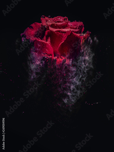 Fototapeta Naklejka Na Ścianę i Meble -  Red rose like a sandstorm
