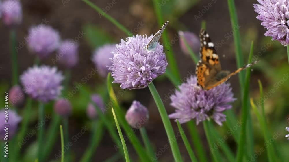 Urticaria butterfly takes nectar with proboscis of honey flowers of lettuce onion. Aglais urticae, Nymphalis urticae diurnal butterfly from family Nymphalidae, species of genus Aglais. insects garden Urticaria butterfly takes nectar with proboscis of honey flowers of lettuce onion. Aglais urticae, Nymphalis urticae diurnal butterfly from family Nymphalidae, species of genus Aglais. insects garden