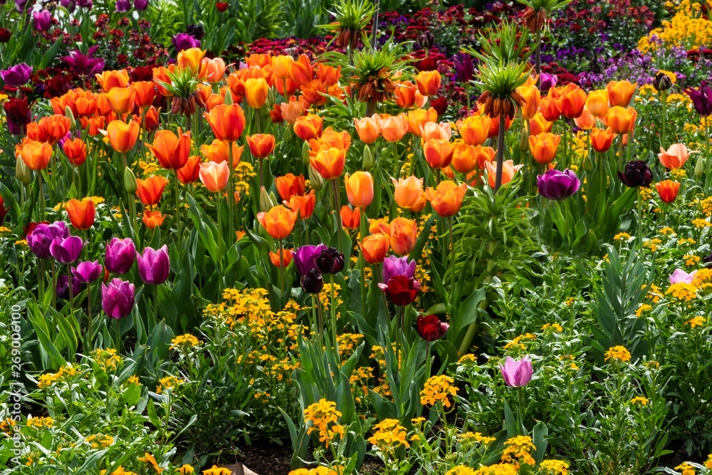 Tulpen und Kaiserkronen