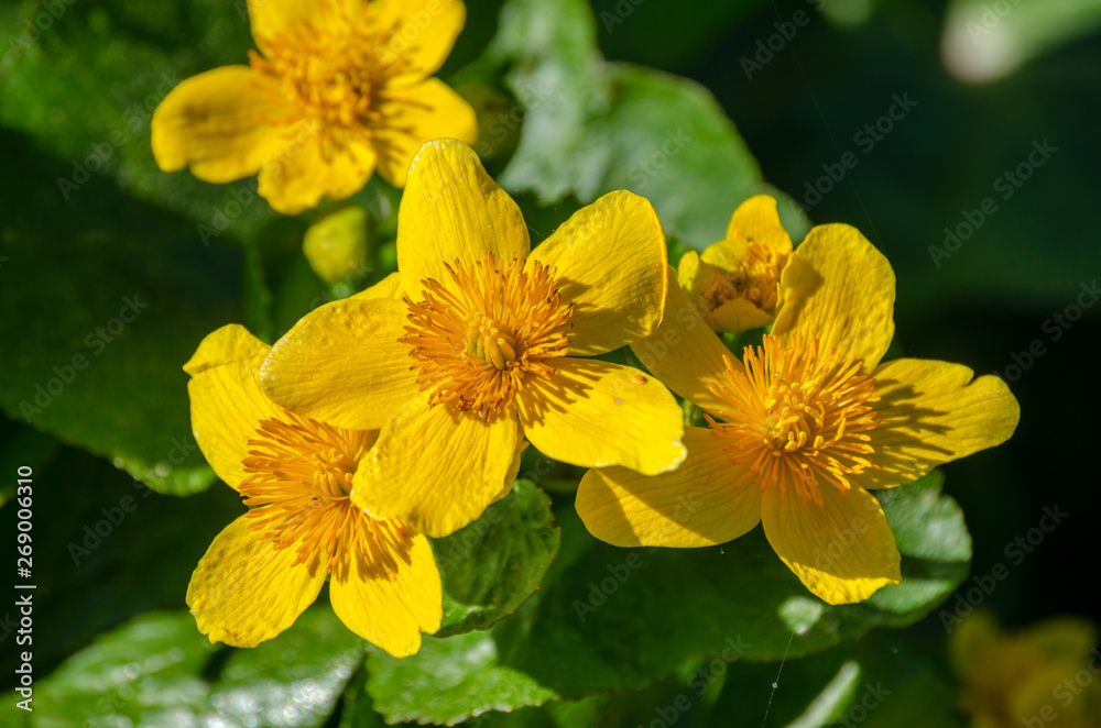 plant with yellow flowers growing in the swamp plant with yellow flowers growing in the swamp