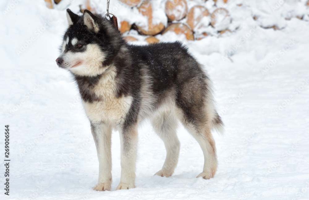 Husky dog standing in the snow