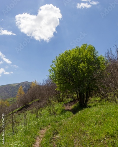 tree on the hill