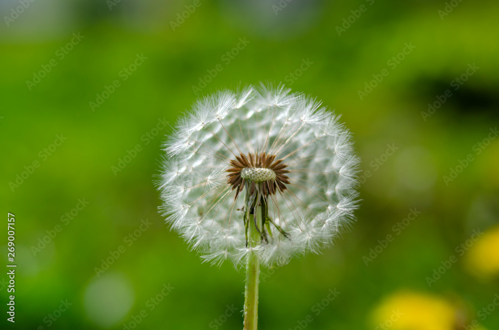 balding white dandelion loses its small parachutes balding white dandelion loses its small parachutes