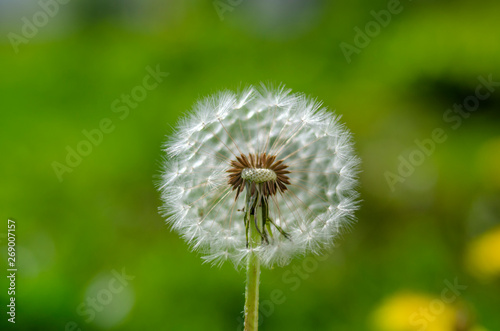 balding white dandelion loses its small parachutes