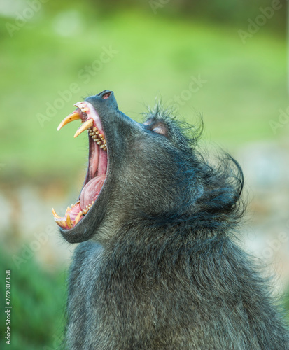 Chacma Baboon in the wild
