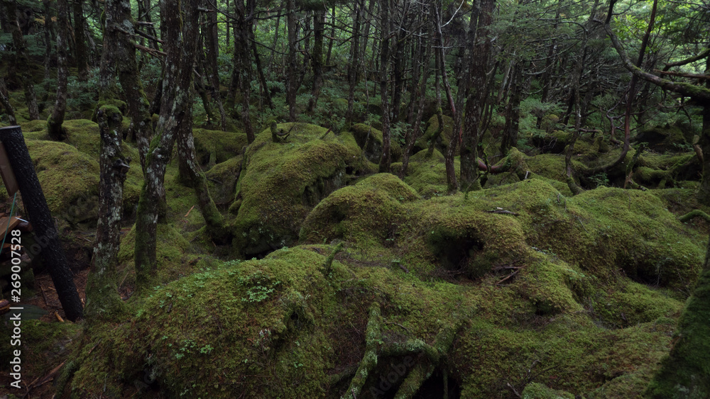 白駒池 苔の森 白駒池 苔の森
