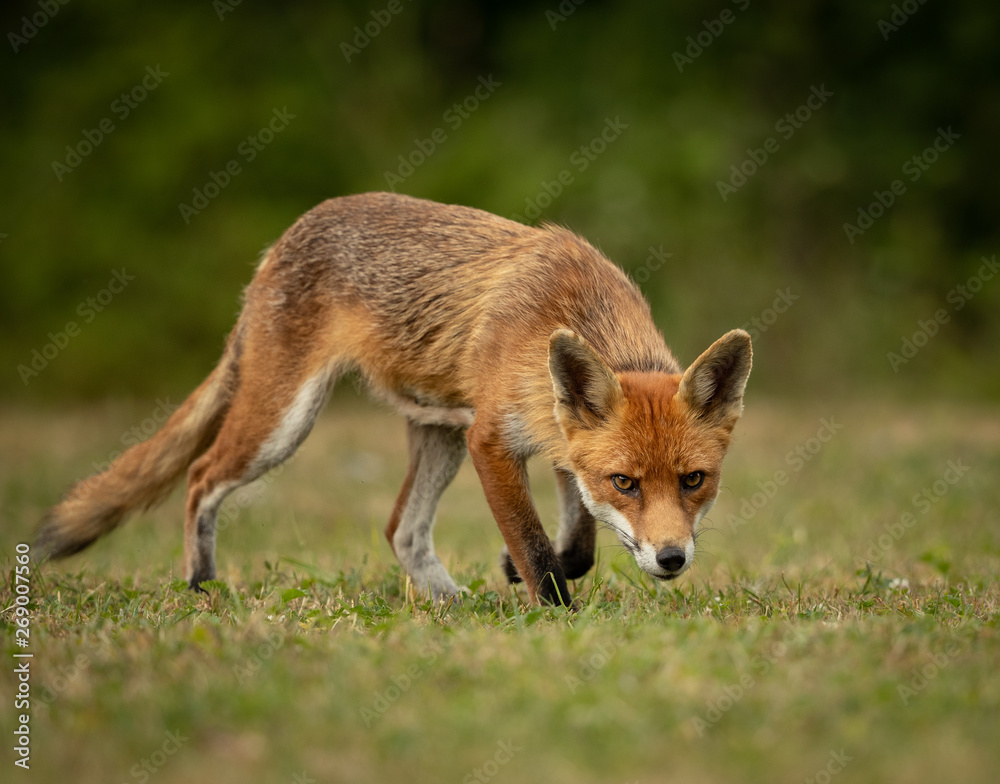 Fototapeta premium Close up of a Red Fox stalking in a green field with a green background. 