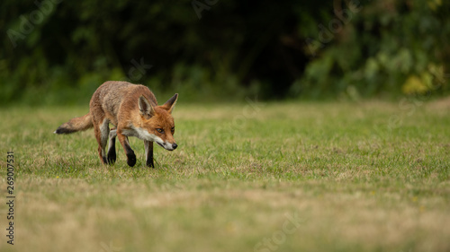 Red Fox stalking or running in a filed with a dark background. 