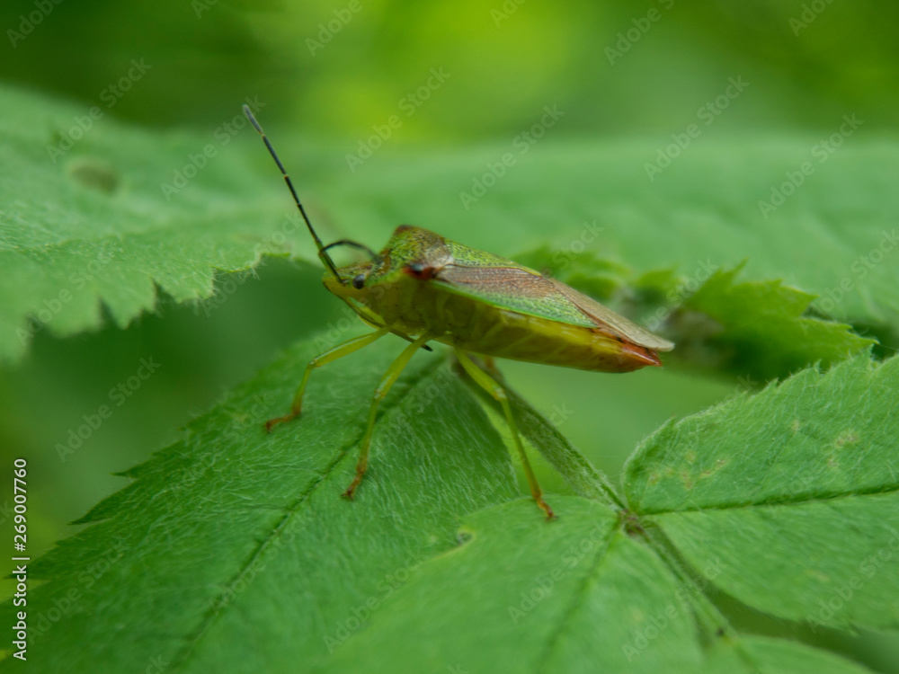 Shield bug on leaf macro side view Shield bug on leaf macro side view