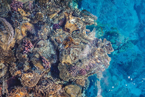 Fototapeta Naklejka Na Ścianę i Meble -  Bright coral reef with colorful fish of the Red Sea in Egypt. View from above.