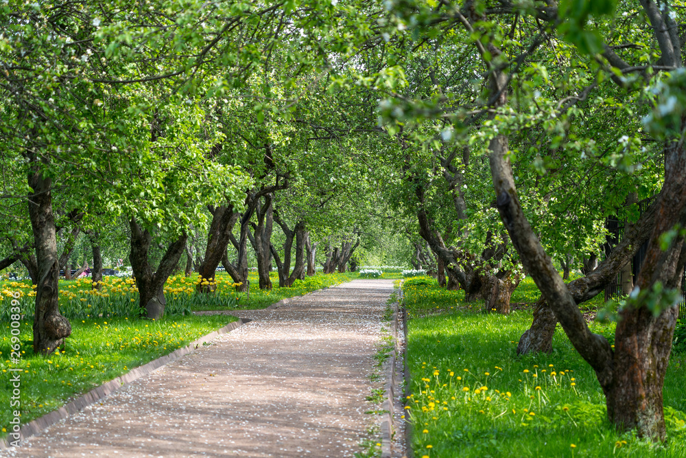 footpath alley in spring apple blooming garden footpath alley in spring apple blooming garden