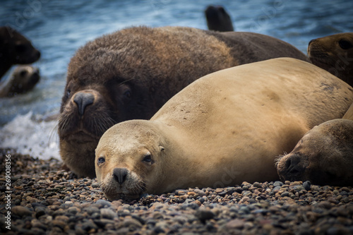 Female of a sea lion lying on the pebble beach on the coast of Argentina