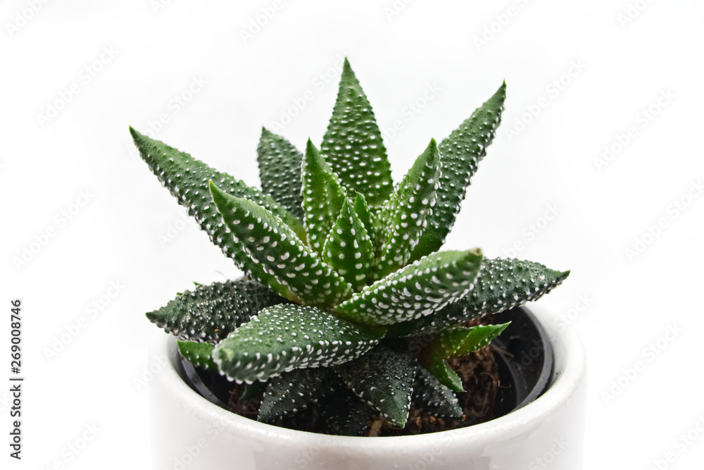 Green dotted succulent in a pot - close-up Green dotted succulent in a pot - close-up