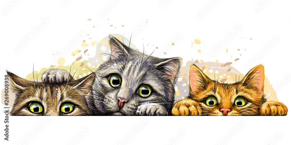 Wall sticker. Graphic, colored hand-drawn sketch with splashes of watercolor depicting three cute cats on a horizontal surface. - obrazy, fototapety, plakaty 