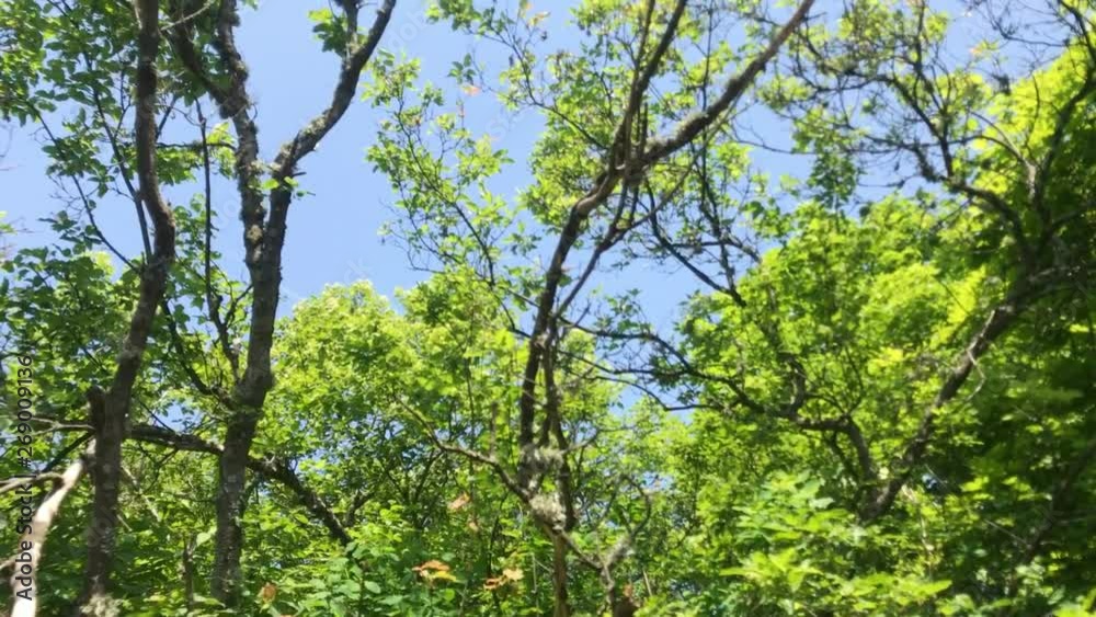 Journey through a thicket of forest Journey through a thicket of forest