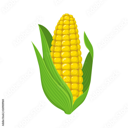 Fresh corn cob isolated on white background. Corn icon for market, recipe design. Organic food. Cartoon style. Vector illustration for design.