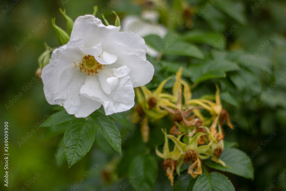 Bright white rose blossoms.	