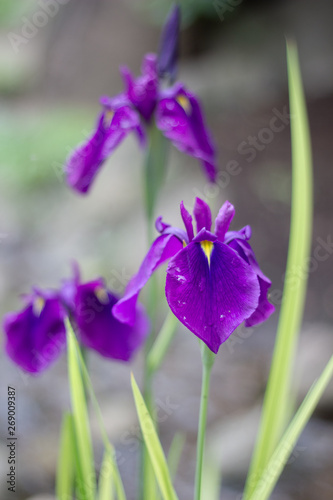 Purple iris blossom.