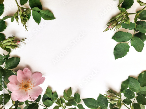Frame made of dogrose on white background, top view. Border for text.