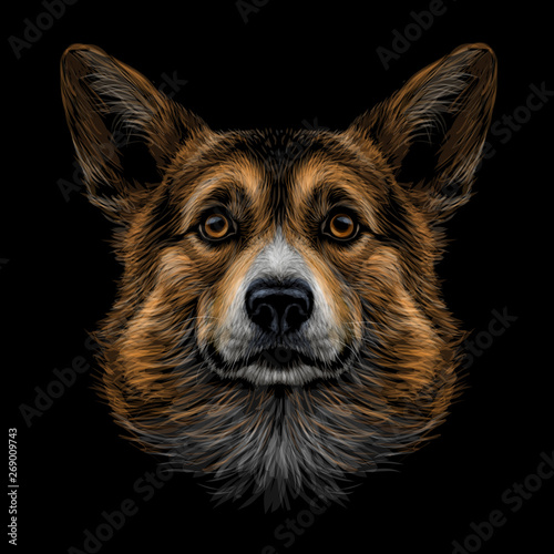 Pembroke Welsh Corgi. Graphic, color, hand-drawn portrait of a dog's head on a black background.