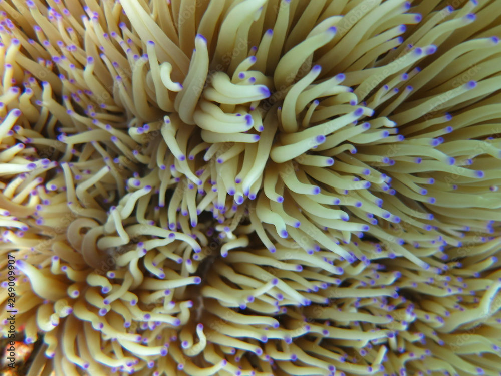 Anémona en el coral