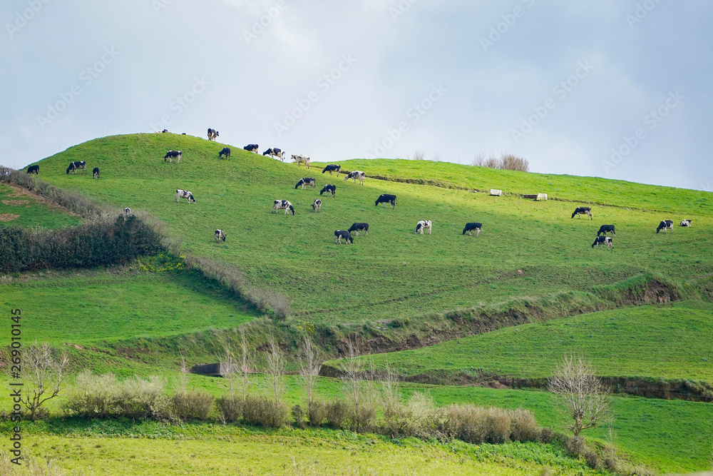 landscape with cows from the island of Azores in Portugal