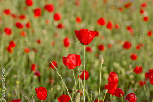 Wild red poppy flowers in springtime