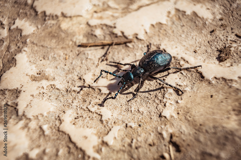 Small insect on the ground Small insect on the ground