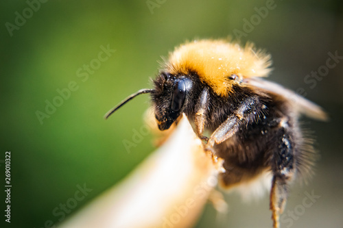 Bumble-bee macro picture © Chetan