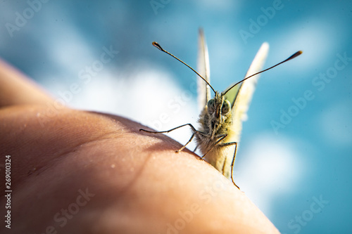 Friendly green butterfly , Beautiful details photo