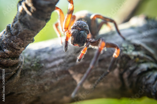 Close up of spider, macro picture photo