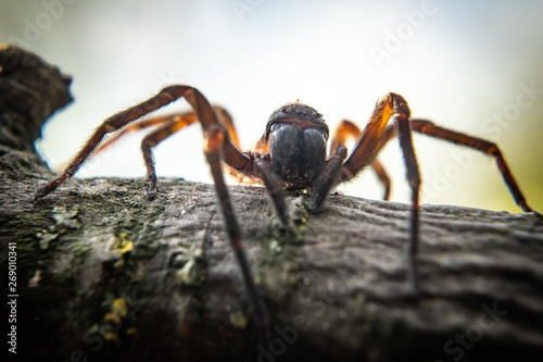 Fotografering Close up of spider, macro picture