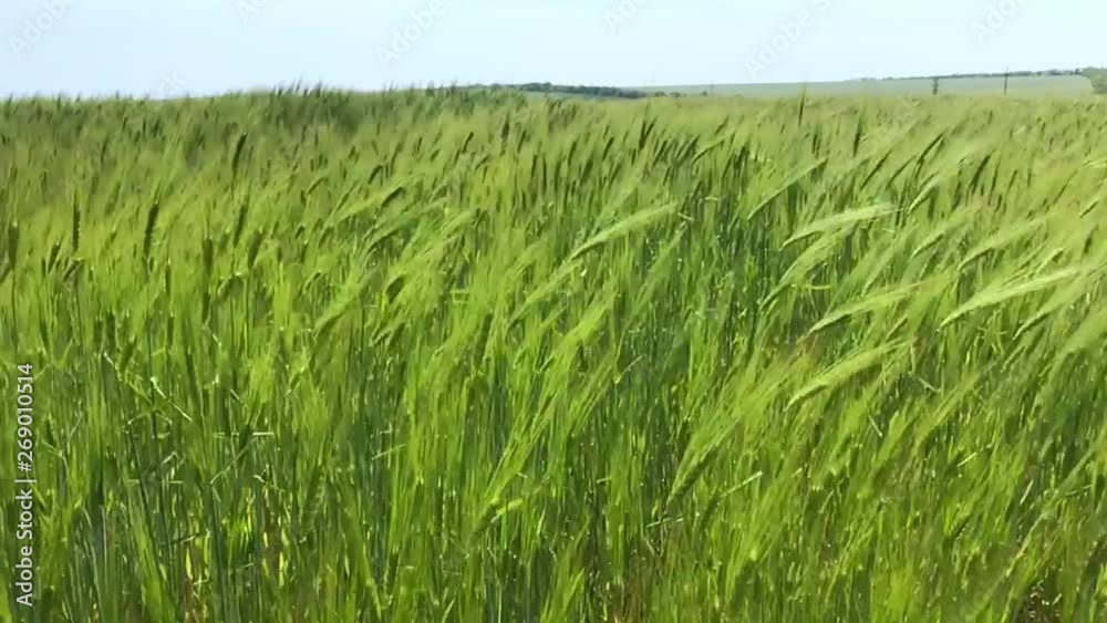 Wheat on the farm field Wheat on the farm field