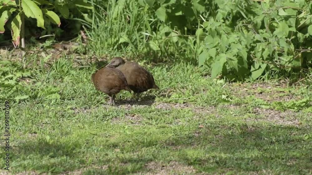 Pair of Lord Howe Island woodhens preening each other then walking away - one is limping Pair of Lord Howe Island woodhens preening each other then walking away - one is limping
