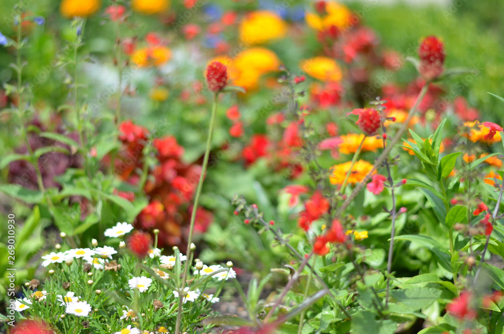 Flowers in a field. Natural flower background. Amazing nature view of flowers blooming in garden under the sun at the middle of summer day. Beautiful floral.