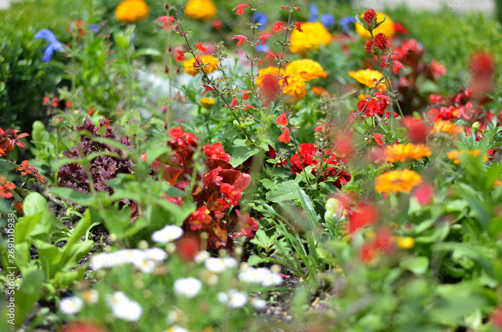 Flowers in a field. Natural flower background. Amazing nature view of flowers blooming in garden under the sun at the middle of summer day. Beautiful floral.