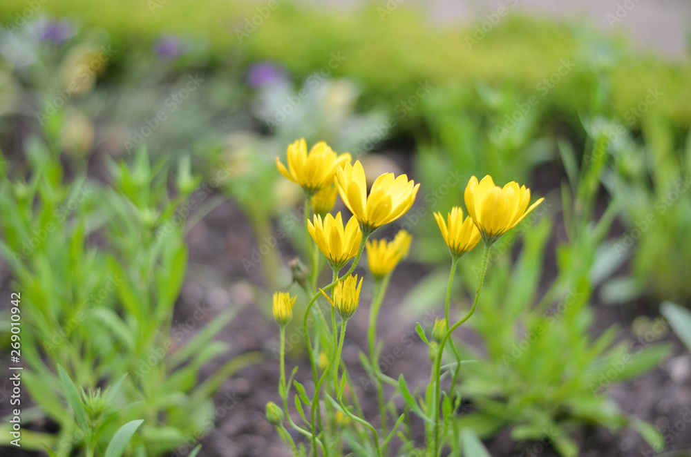 Flowers in a field. Natural flower background. Amazing nature view of flowers blooming in garden under the sun at the middle of summer day. Beautiful yellow floral. Flowers in a field. Natural flower background. Amazing nature view of flowers blooming in garden under the sun at the middle of summer day. Beautiful yellow floral.