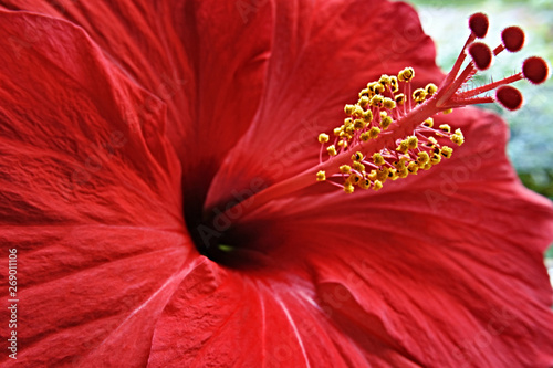 red-hibiscus-flower-with-yellow-stamens-macro