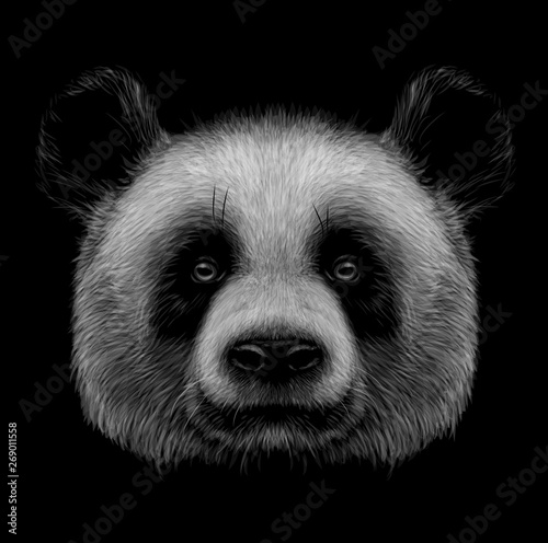 Panda. Graphic, monochrome, hand-drawn portrait of a panda on a black background.