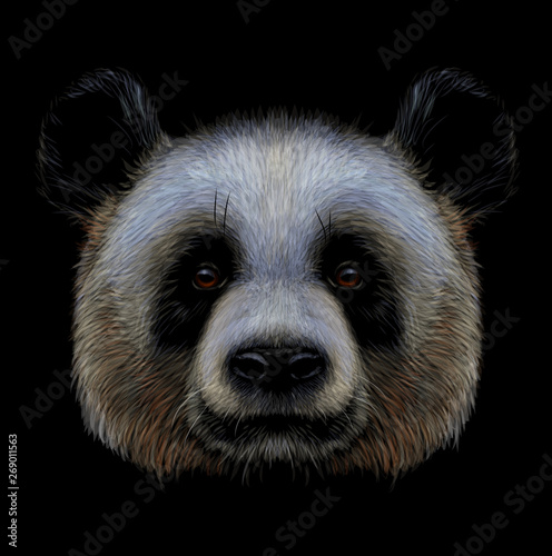 Panda. Graphic, color, hand-drawn portrait of a panda on a black background.