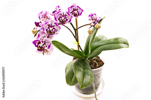 Spotted Phalaenopsis Orchid flower in a pot